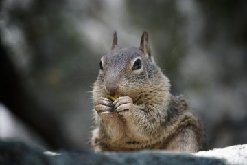 Naklejka na ściany i meble Eichhörnchen - isst und knabbert | USA