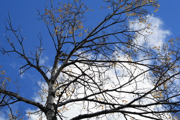 Fall Colors, autumn, trees, water, pond, gold, green, nature, woods, sky, blue