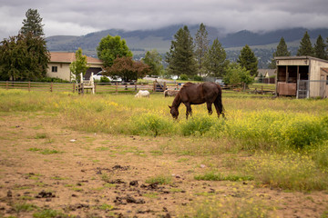 Fototapeta na wymiar Horse with view of countryside