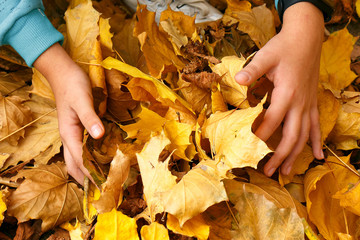 The child collects yellow golden autumn leaves