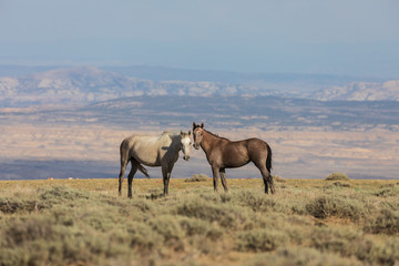 Fototapeta na wymiar Wild Horses in the Colorado High Desert in Summer