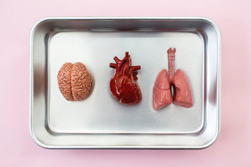 Human internal organs on metal plate ready for organ transplant.