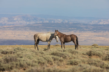 Wild Horses in the Colorado High Desert in Summer