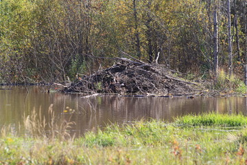 Fall Colors, autumn, trees, water, pond, gold, green, nature, woods, sky, blue