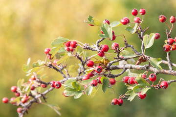 Branch with red berries of hawthorn on green blurred background. Ripe red haws of whitethorn in autumn.