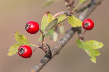 Close-up photo of red berries of hawthorn. Ripe haws of whitethorn with green leaves.