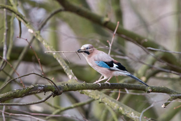 Eurasian jay perching on green mossy branch holding twig in beak. Garrulus glandarius is pinkish-grey to reddish-brown bird with bright blue wing patches.