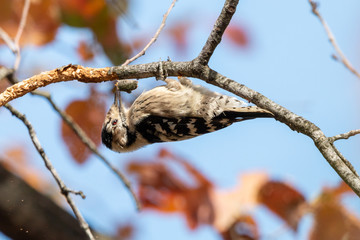 Lesser spotted woodpecker (Dryobates minor) chiseling rotten branch against blue sky. Female woodpecker perching upside down on dead branch in forest with blurred autumn leaves in background.