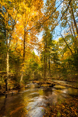 Fall Stream with Golen Maples