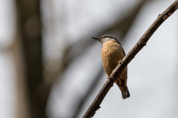 Eurasian nuthatch perching on branch with blurred tree in background. Wood nuthatch (Sitta europaea) is orange colored small passerine bird with black eyestripe and grey upperpart.