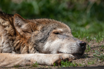 Close-up portrait of sleeping gray wolf lying on the ground with eyes closed. Aged timber or western wolf (Canis lupus) with green blurred background.