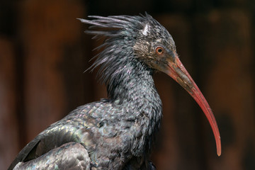 Young northern bald ibis with ruff on hind neck. Hermit ibis or waldrapp (Geronticus eremita) has glossy black plumage, long red curved beak and unfeathered face and head.