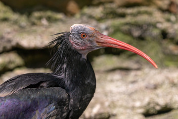 Portrait of northern bald ibis with blurred stone in background. Hermit ibis or waldrapp (Geronticus eremita) has glossy black plumage, long red curved beak and unfeathered face and head.