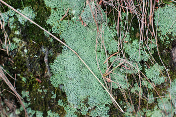 Embossed texture of the brown bark of a tree with green moss and lichen on it.