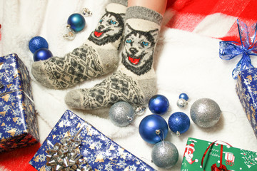 Women's legs in socks with Husky dogs with blue eyes. New Year's and Christmas decor. Bullets and gifts.