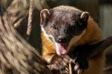 Close-up portrait of yellow-throated marten with open mouth. Kharza (Martes flavigula) lying on pine branch. Beautiful shiny golden-yellow fur.