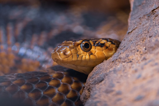 Close-up portrait of horseshoe whip snake peeking out from behind a stone. Hemorrhois hippocrepis has big eyes with a round pupil.