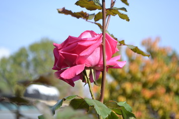 rose