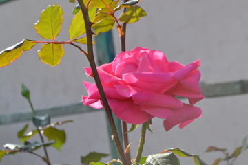 rose
