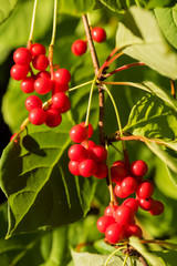 Red schisandra berries and leaves in nature
