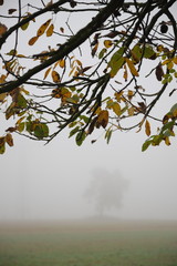 Herbstnebel