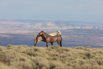 Wild Horses in the Colorado High Desert in Summer