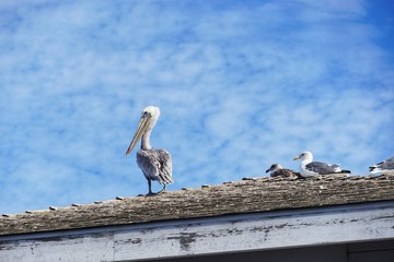 Pelikan in Kalifornien