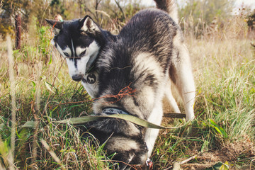 Two Siberian Husky walk in the field and dig pits. Black and white dogs. Game of two dogs
