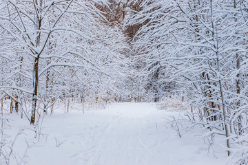 Winter forest with snow and hoarfrost on trees