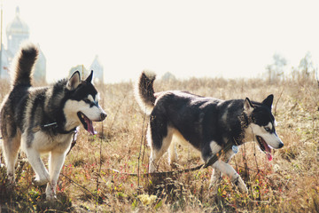 Two Siberian Husky walk in the field and dig pits. Black and white dogs. Game of two dogs