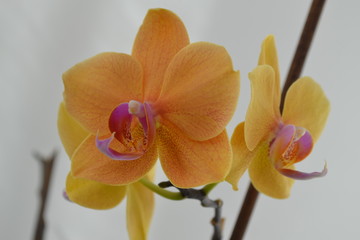 orchid