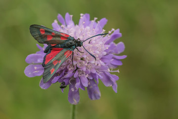 Five Spot Burnet on small scabious plant in Thetford Forest