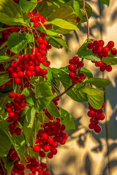 Red Schisandra Berries And Leaves In Nature