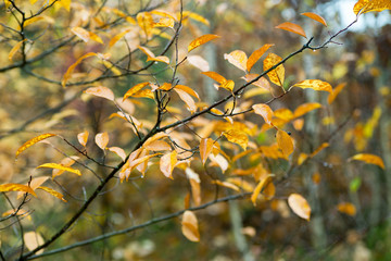 yellow autumn leaves on twig macro (Prunus padus) selective focus