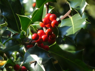 Holly berries