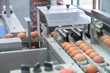 Fresh egg grading and sorting machine, grade egg by weight and size