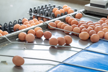 (noise and blur some chicken) Layer Chickens with Multilevel production line conveyor production...