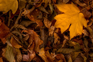 Withered leaves on the ground, autumn, background