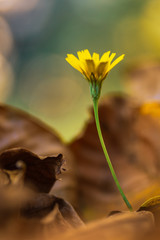 Gelbe Blumen im Laub