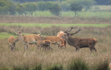 Rothirsch mit Rudel
