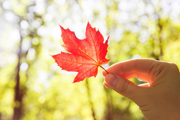 Red leaf of maple in female's hand on yellow forest background. Hand holding red leaf. Autumn