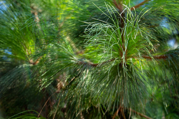 bright green pine needles of Aleppo 