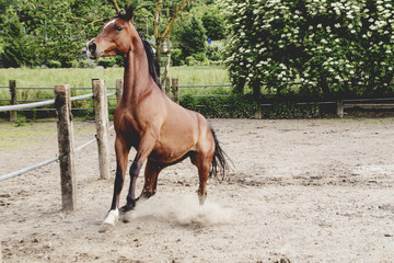 Fototapeta premium cavallo purosangue arabo baio