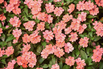 Colorful pink impatients flowers in bloom