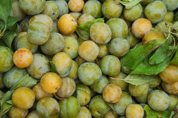 Various plums in wooden boxes at the stand in french city market