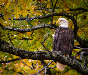 Eagle In Fall Oak Tree Close