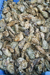 Fototapeta na wymiar Fresh oysters on sale at the city market