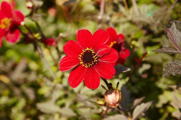 Red Dahlia