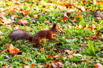 Naklejka na ściany i meble Squirrel in autumn foliage is close