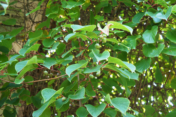 Actinidia arguta creeping plant